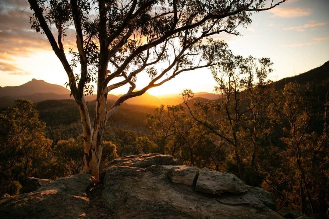 National Geographic Travelさんのインスタグラム写真 - (National Geographic TravelInstagram)「Photo by @mridulaamin / There's nothing quite like an Australian bush walk and camping under the native trees. I captured this sunset from the cliffs of Warrumbungle National Park in New South Wales. Officially recognized as a Dark Sky Park in 2016, the area is a prime spot for stargazing and looking up at the Milky Way due to increased efforts to contain light pollution. Follow @mridulaamin for photography from around the world. #Warrumbungles #Australia」10月8日 3時04分 - natgeotravel