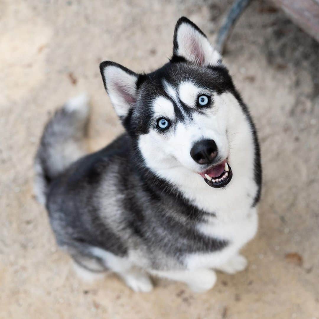 The Dogistさんのインスタグラム写真 - (The DogistInstagram)「Dakota, Siberian Husky (3 y/o), Washington Square Park, New York, NY • “Oh God, she loves men. Biggest flirt out of the three girls that live with her. And really good at ‘awooing’.”」10月8日 3時04分 - thedogist