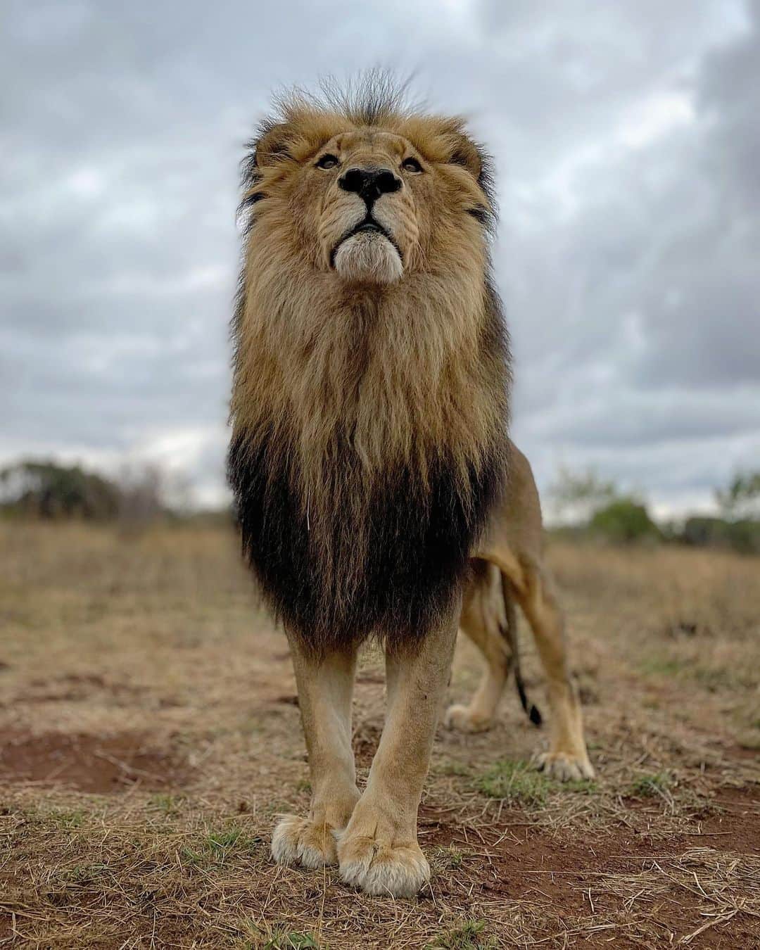 Kevin Richardson LionWhisperer さんのインスタグラム写真 - (Kevin Richardson LionWhisperer Instagram)「Serious posing going on here from Siam   #lionking #siam #lion #panthera #rain #rainyday #rainsdowninafrica #poser #proud #regal #majestic」10月8日 3時16分 - lionwhisperersa