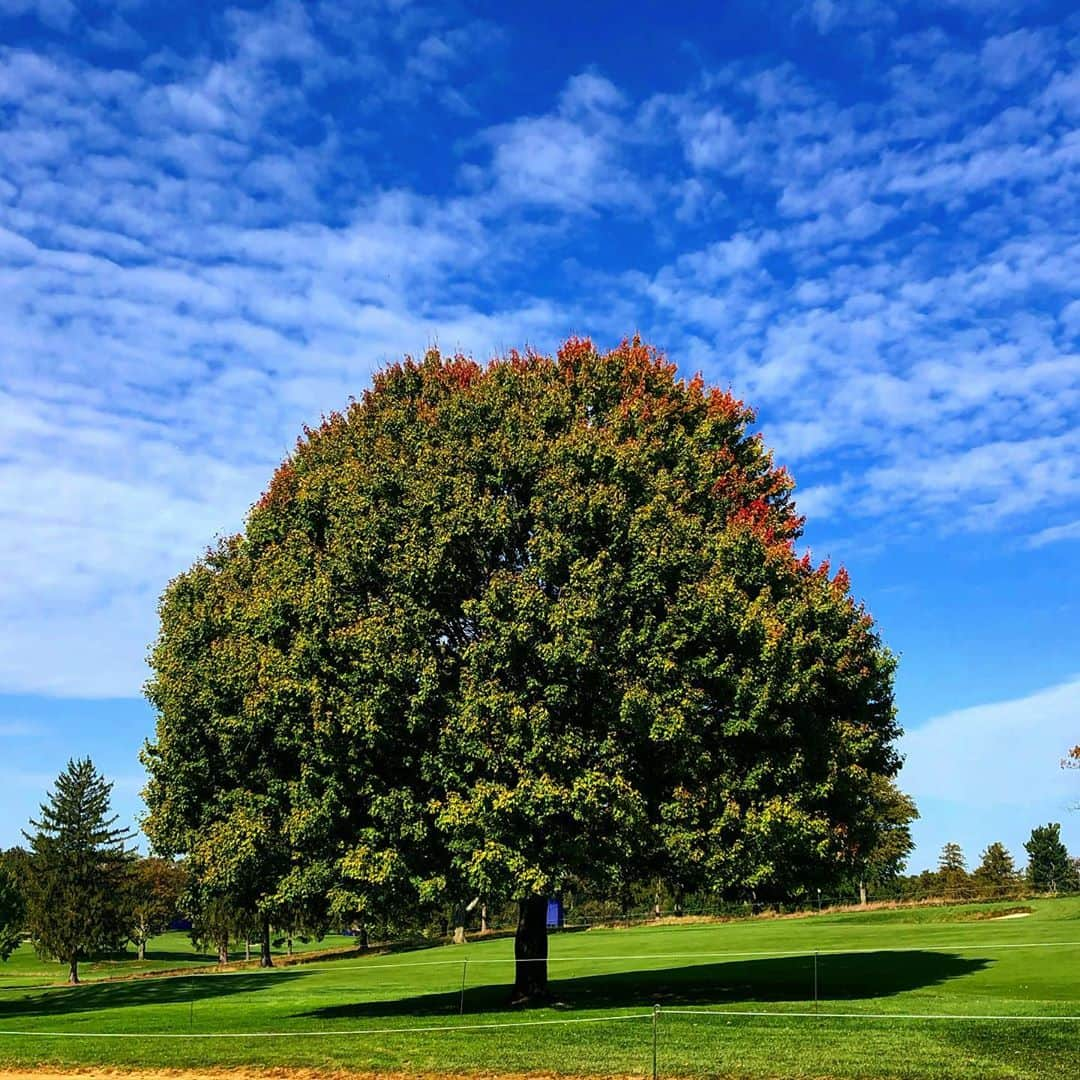 サンドラ・ガルさんのインスタグラム写真 - (サンドラ・ガルInstagram)「If I were a tree I’d be this one 🌳#webonded 😉 @treesforthefuture」10月8日 3時24分 - thesandragal