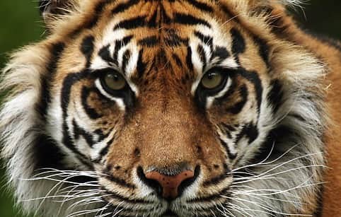 のインスタグラム：「Meow  #pussycat #sundatiger 🐯」