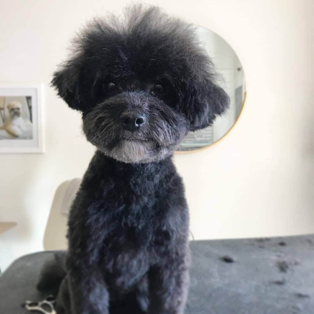 Dogs by Ginaのインスタグラム：「Electrical work on the new shop has began 💯」