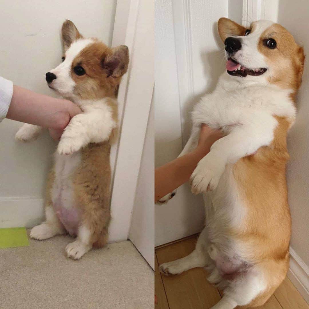 8crapさんのインスタグラム写真 - (8crapInstagram)「Smol boi did a big grow - Want to get featured like him? Join “The Barked Club” on FACEBOOK and post something now! 👉 barked.com - 📷 @happithecorgo - #TheBarkedClub #barked #Barked10MonthsChallenge #dog #doggo #puppy #pupper #Corgi #CorgiPuppy」10月8日 5時00分 - barked