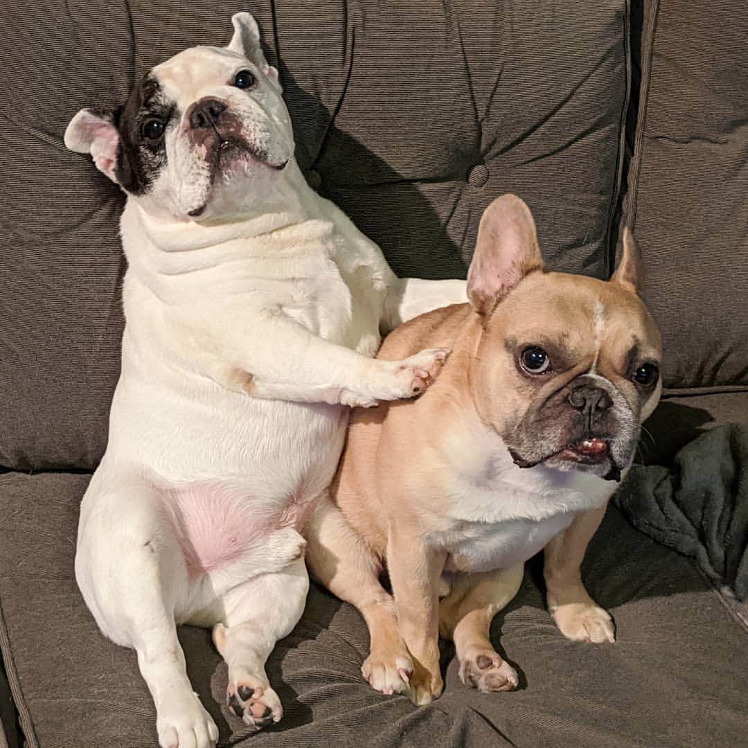 Manny The Frenchieのインスタグラム：「Whatever you're mad about mom, he did it. 😏 #snitch」