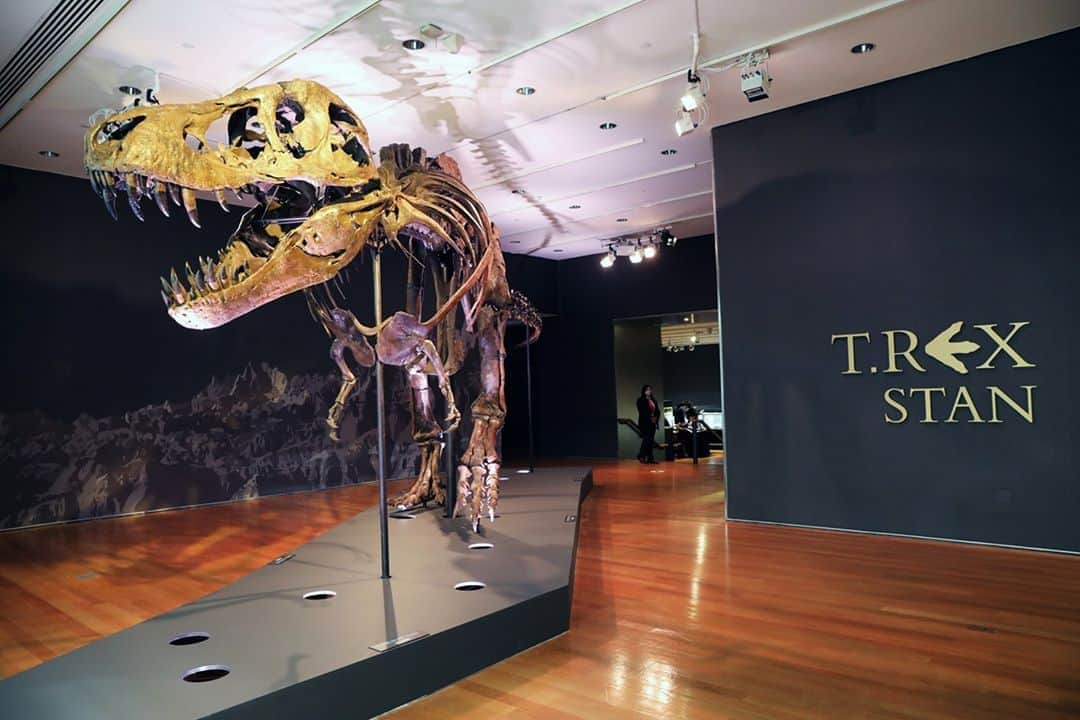 NBC Newsさんのインスタグラム写真 - (NBC NewsInstagram)「One of the largest known Tyrannosaurus rex skeletons sold at an auction Tuesday for a record $31.8 million, defying expectations and making it the most expensive dinosaur fossil ever sold.⁠ ⁠ The 67-million-year-old specimen, nicknamed “Stan,” was sold by the British auction house Christies to an unidentified bidder. It’s one of the largest known near-complete T. rex skeletons and was originally estimated to sell for between $6 million and $8 million. But after 20 minutes of telephone bidding, the fossil’s final sale price, including fees, nearly quadrupled these estimates.⁠ ⁠ Click the link in our bio to read more.⁠ ⁠ 📷 @plattys1 / @gettyimages」10月8日 5時42分 - nbcnews