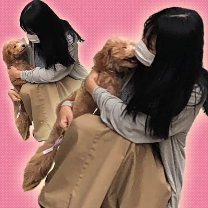 古川未鈴のインスタグラム：「お散歩中  #dog  #チワプー #ぱむ」