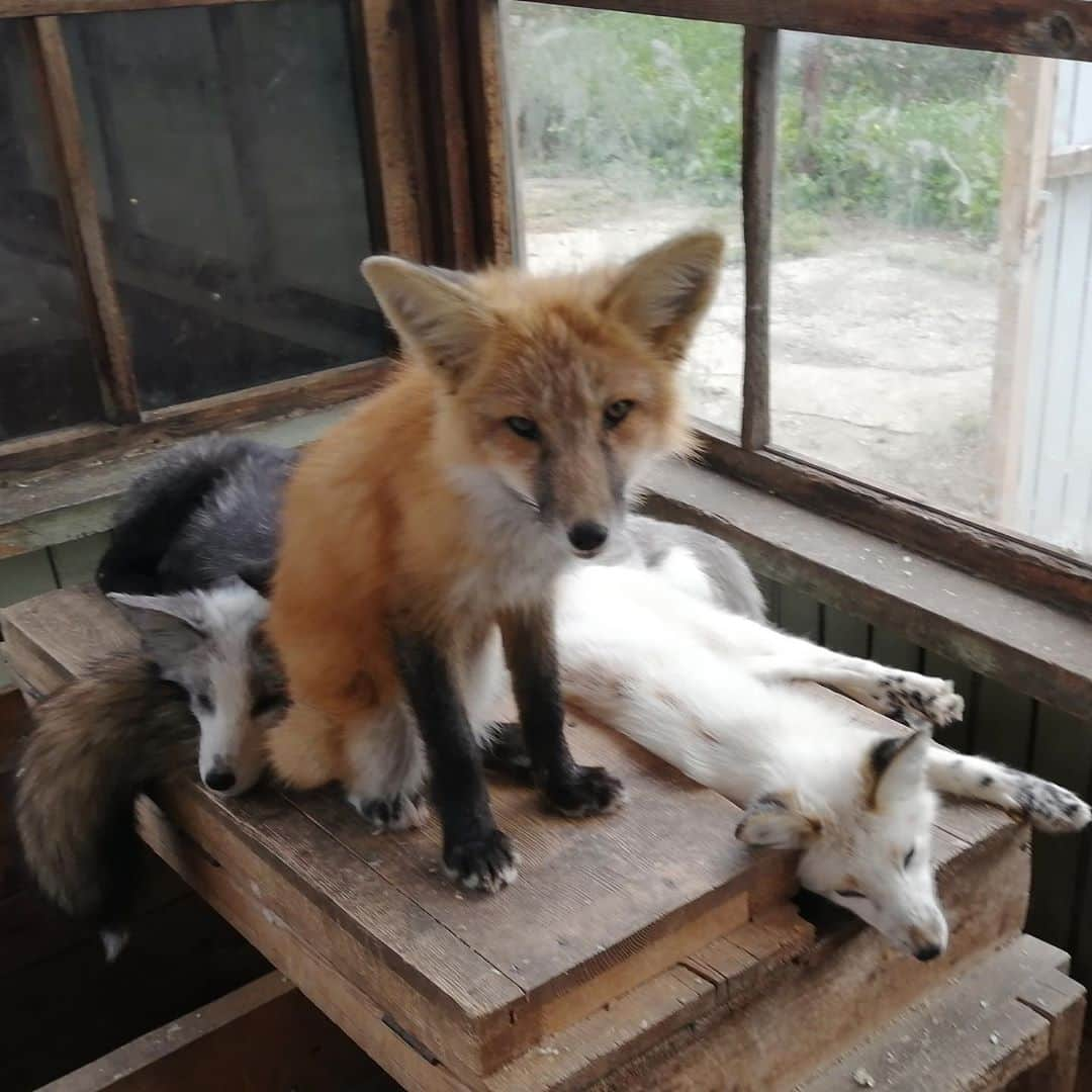 Rylaiさんのインスタグラム写真 - (RylaiInstagram)「Panda & Her Pals: these babies are bonded in love together.  Although foxes are not pack animals like wolves, we can see the comfort these babies take from each other.  We cannot separate them and know we must bring them all to the US. While we haven’t secured all the donations to bring all 9, we are not without plans!!  . We will be throwing these babies a welcome home party (date TBD). This very exclusive party will help fully raise the rest of the monies needed while allowing our special VIP friends to have the first meet and greet with the babies.  The event will include mini encounters, canid presentations, snacks, crafts, and a photo op with the amazing photographer @anabeldflux - of course our other animal Ambassadors will be there to make this a complete love fest!!  . Tickets will be very limited and will be offered in the following order: 1) those that have donated to the PAnda and her Pals (thru direct, Photoshoots, encounters, or earmarked donation) 2) Those that have had an encounter or Photoshoot 3) Newsletter subscribers (signup on the website) 4) General public . . We are looking for local companies wanting to Sponsor snacks/drinks . . . We want to sincerely thank each person who follows us, comments in our posts, supports us, and have donated to our center 🙏🙏 we truly believe in the power of these amazing animals to heal our hearts and souls, especially in these trying times!!  . . . #ppp #russianbabies #russiandomesticatedfoxes #russians #yuri #vlad #panda #ppp #silverfox #platinumfox #redfox #party #welcomehome #sandiego #socal #lovefoxes #compassion #furfree #foxencounters #photoswithfoxes」10月8日 6時22分 - jabcecc