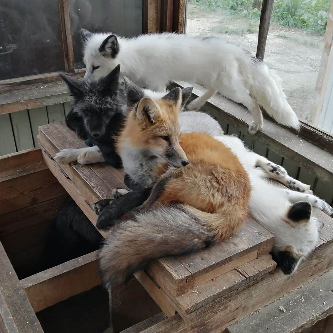Rylaiさんのインスタグラム写真 - (RylaiInstagram)「Panda & Her Pals: these babies are bonded in love together.  Although foxes are not pack animals like wolves, we can see the comfort these babies take from each other.  We cannot separate them and know we must bring them all to the US. While we haven’t secured all the donations to bring all 9, we are not without plans!!  . We will be throwing these babies a welcome home party (date TBD). This very exclusive party will help fully raise the rest of the monies needed while allowing our special VIP friends to have the first meet and greet with the babies.  The event will include mini encounters, canid presentations, snacks, crafts, and a photo op with the amazing photographer @anabeldflux - of course our other animal Ambassadors will be there to make this a complete love fest!!  . Tickets will be very limited and will be offered in the following order: 1) those that have donated to the PAnda and her Pals (thru direct, Photoshoots, encounters, or earmarked donation) 2) Those that have had an encounter or Photoshoot 3) Newsletter subscribers (signup on the website) 4) General public . . We are looking for local companies wanting to Sponsor snacks/drinks . . . We want to sincerely thank each person who follows us, comments in our posts, supports us, and have donated to our center 🙏🙏 we truly believe in the power of these amazing animals to heal our hearts and souls, especially in these trying times!!  . . . #ppp #russianbabies #russiandomesticatedfoxes #russians #yuri #vlad #panda #ppp #silverfox #platinumfox #redfox #party #welcomehome #sandiego #socal #lovefoxes #compassion #furfree #foxencounters #photoswithfoxes」10月8日 6時22分 - jabcecc