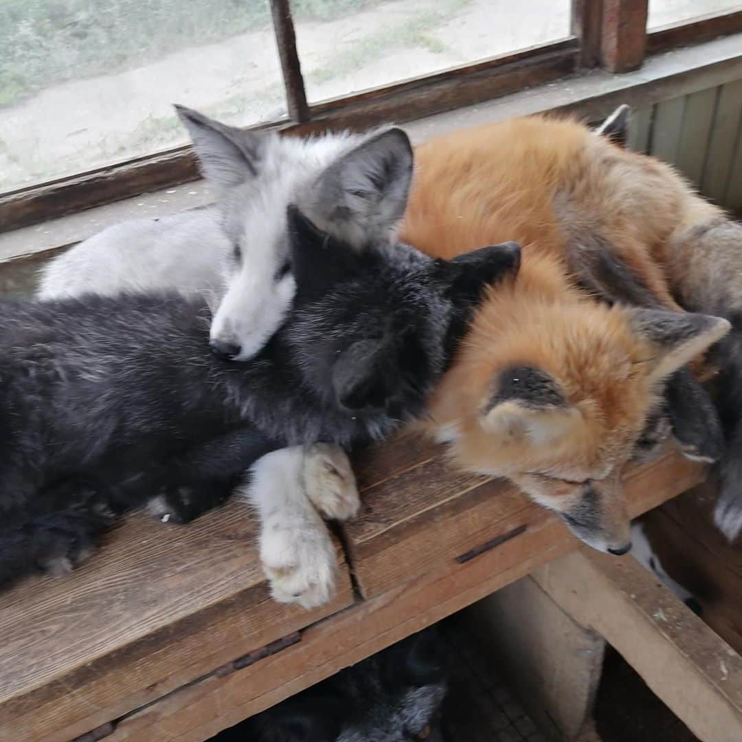 Rylaiさんのインスタグラム写真 - (RylaiInstagram)「Panda & Her Pals: these babies are bonded in love together.  Although foxes are not pack animals like wolves, we can see the comfort these babies take from each other.  We cannot separate them and know we must bring them all to the US. While we haven’t secured all the donations to bring all 9, we are not without plans!!  . We will be throwing these babies a welcome home party (date TBD). This very exclusive party will help fully raise the rest of the monies needed while allowing our special VIP friends to have the first meet and greet with the babies.  The event will include mini encounters, canid presentations, snacks, crafts, and a photo op with the amazing photographer @anabeldflux - of course our other animal Ambassadors will be there to make this a complete love fest!!  . Tickets will be very limited and will be offered in the following order: 1) those that have donated to the PAnda and her Pals (thru direct, Photoshoots, encounters, or earmarked donation) 2) Those that have had an encounter or Photoshoot 3) Newsletter subscribers (signup on the website) 4) General public . . We are looking for local companies wanting to Sponsor snacks/drinks . . . We want to sincerely thank each person who follows us, comments in our posts, supports us, and have donated to our center 🙏🙏 we truly believe in the power of these amazing animals to heal our hearts and souls, especially in these trying times!!  . . . #ppp #russianbabies #russiandomesticatedfoxes #russians #yuri #vlad #panda #ppp #silverfox #platinumfox #redfox #party #welcomehome #sandiego #socal #lovefoxes #compassion #furfree #foxencounters #photoswithfoxes」10月8日 6時22分 - jabcecc