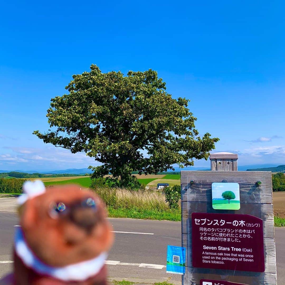 ころさんのインスタグラム写真 - (ころInstagram)「ころツーリスト in #日本 (#北海道 )  . これが話には聞いていたセブンスターの木😳 . この看板無いと絶対気付かないですね😅笑 . 絶対に、ここはオススメと言う訳では無いですが、案外ミーハーなころはパシャリ📸 . 😆‼️‼️ . ころの他の写真を見たい方はこちらから！  @koro.dottokoi .」10月8日 6時25分 - koro.dottokoi