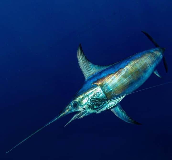 Costa Sunglassesのインスタグラム：「Out of the deep. 📷: @sport_fish_gallery #SeeWhatsOutThere #BornOnTheWater」