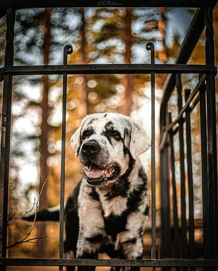 World of Labradors!さんのインスタグラム写真 - (World of Labradors!Instagram)「Meet Blaze! He's a Labrador Retriever with vitiligo, which causes his fur to turn white. - @blazethedog__」10月8日 7時09分 - worldoflabs