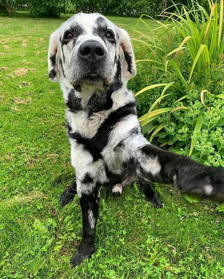 World of Labradors!さんのインスタグラム写真 - (World of Labradors!Instagram)「Meet Blaze! He's a Labrador Retriever with vitiligo, which causes his fur to turn white. - @blazethedog__」10月8日 7時09分 - worldoflabs