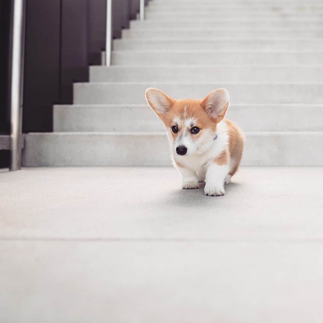 Geordi La Corgiさんのインスタグラム写真 - (Geordi La CorgiInstagram)「🛎 Have you used a potty bell for housetraining a new pup? It’s one of the most effective methods to speed up the potty training process. Check out our new blog post (link in bio) to see other tips! ☺️⁣ ⁣ Photo by @emwng 📷」10月8日 7時19分 - lacorgi
