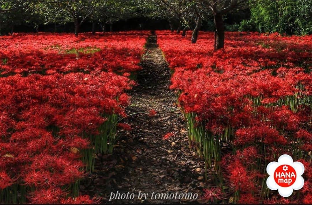 はなまっぷ❁日本の花風景さんのインスタグラム写真 - (はなまっぷ❁日本の花風景Instagram)「🌸はなまっぷ🌸 *  @t0mot0mo さんの 花のある風景に花まるを💮 * 真っ赤な彼岸花が迎える贅沢な花道をありがとうございます😊🌸 * 千葉　 #妙満寺 Myoman-ji Temple, Chiba Pref. * 🌼彼岸花の花言葉📝🌼 情熱、また会う日を楽しみに * 見頃を過ぎている場所もご紹介しています。お出かけの際はHP等で最新の情報をご確認くださいね🙏🌸 * 🌸•••🌸•••🌸•••🌸•••🌸•••🌸 * いつも素敵なお花をありがとうございます😊 日本の花のある風景にタグ付けしてください🌸 お花があれば何でもOKです💓 * #はなまっぷ * #日本の美しい花風景#花のある風景#花#花言葉#風景#彼岸花#曼珠沙華 * 🌸••••••お知らせ••••••🌸 * 花の写真展に参加してみませんか？？ 詳細はプロフィール記載のHP内をご覧ください」10月8日 7時20分 - hanamap