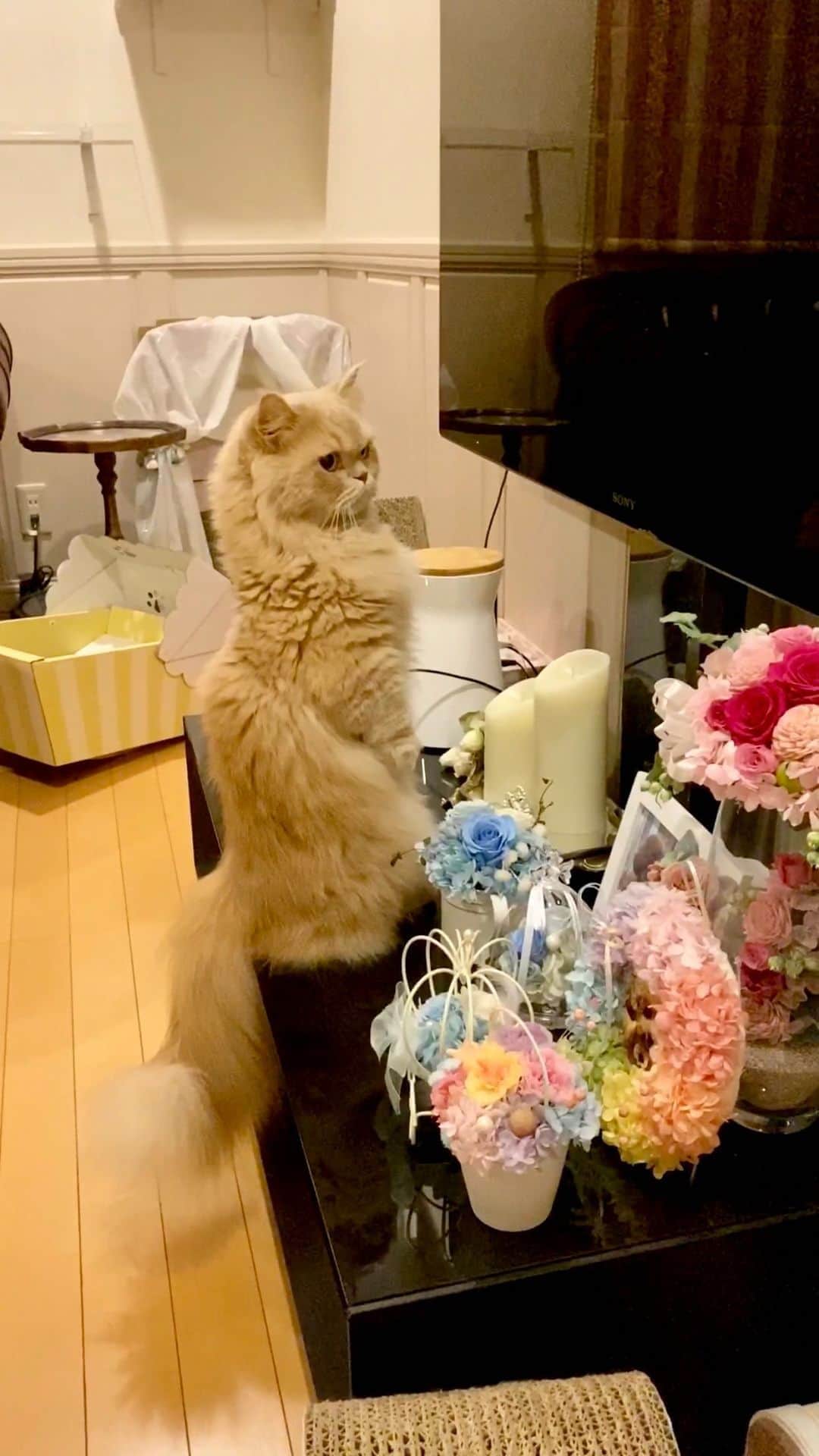 ベルのインスタグラム
