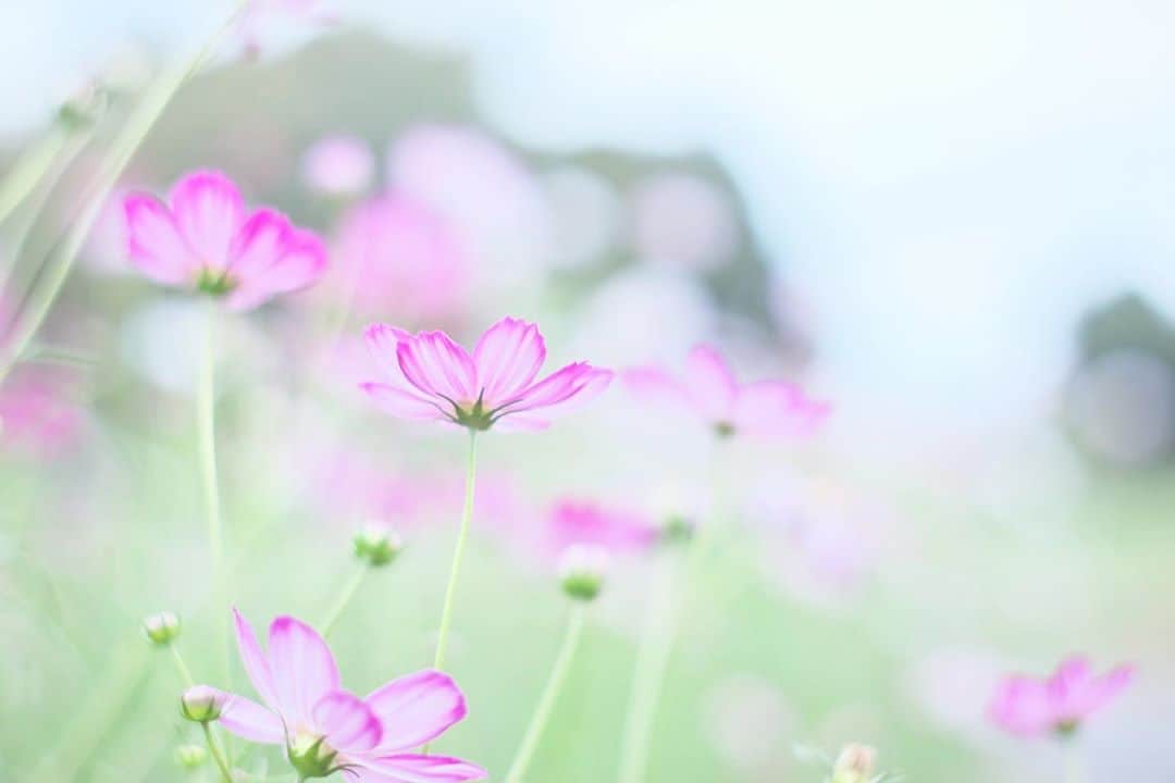 kiccyomuのインスタグラム：「☁️ 2020.10.08 Thu #昭和記念公園 #コスモス 🌸 新たな場所で咲いてて戸惑った😅 けど… かわゆい🌸に会えた😊 #心に花を  Instagram は、始まって10周年だとか… 初期の頃から利用しているような気がする ブログの知り合いから教えてもらって 秋に、Instagramに完全移行したかな 繋がった人たちに感謝🙏 だよね😊  明日も元気に🤗  location #東京 📷撮影 2020年10月06日 #オールドレンズ 📷 #Minolta」