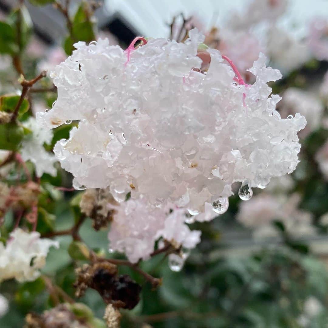 本田みずほさんのインスタグラム写真 - (本田みずほInstagram)「雨で重たそう😱 でもシャリシャリに見えて美味しそう😋 なんていうお花なのかしら？」10月8日 17時31分 - mizuhonda0422