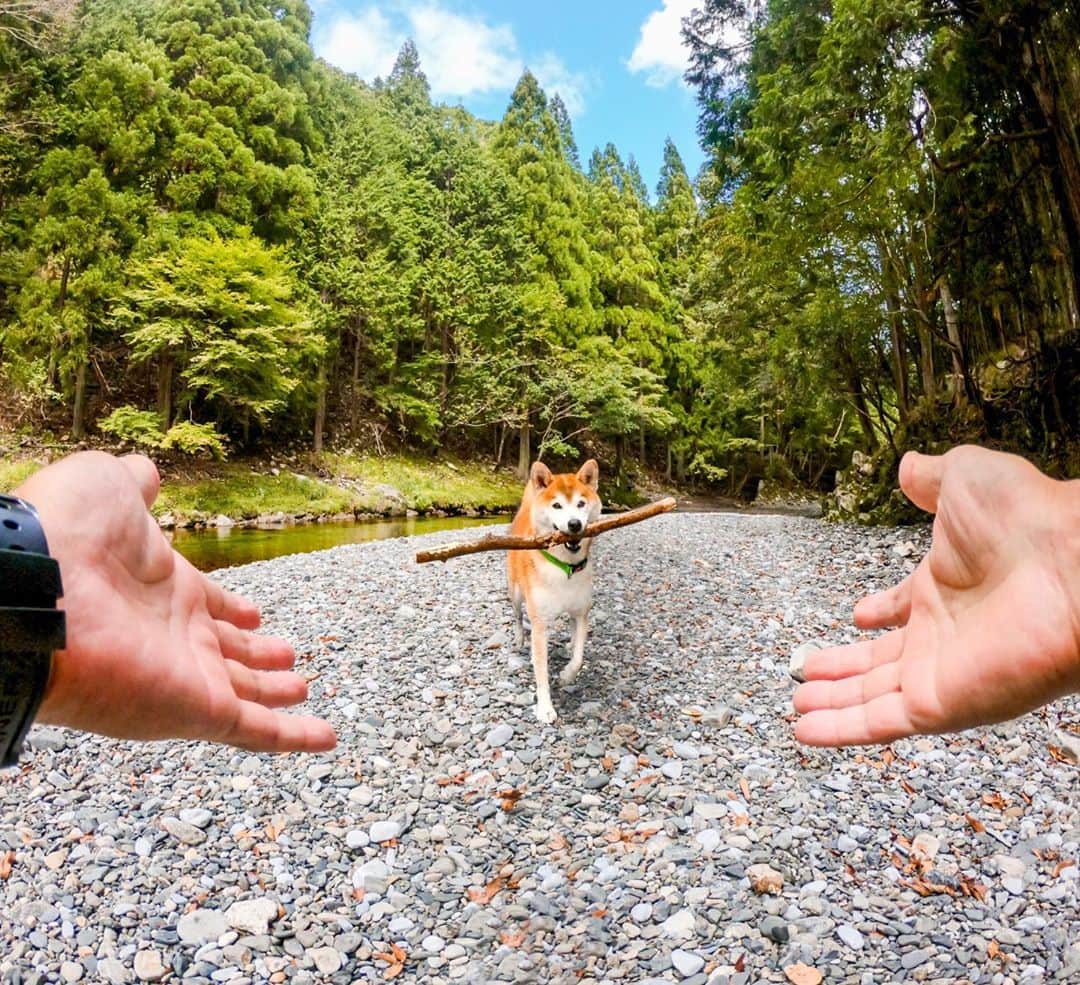 GoProさんのインスタグラム写真 - (GoProInstagram)「自然の中では全てがオモチャ 🌳 山で相棒のむさしと触れ合う @black_red_jp 🐕  #GoPro #GoProJP #GoPro犬 #GoProのある生活 #ペット #犬 #芝犬 #山 #Shiba #ShibaDog」10月8日 17時51分 - goprojp