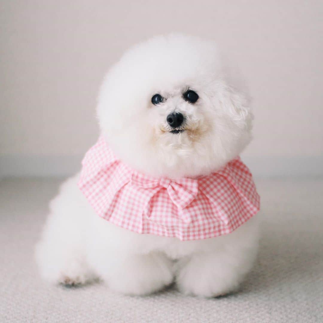 ゆうのインスタグラム：「. . オンラインイベント 『WORLD PETS EXPO 2020』第２回 が11/2(月)から開催されます🎉 . アーニーさんもお気に入りの写真で 『 #WPE2020秋フォトグランプリ 』参加します🐶✨ . この写真は最高に気に入ってるのです❤️笑 . 入賞すると豪華景品があたるそうな...🤤 みんなも是非応募してみて下さーい！ . .  . . #wpe2020秋フォトグランプリ #pr」