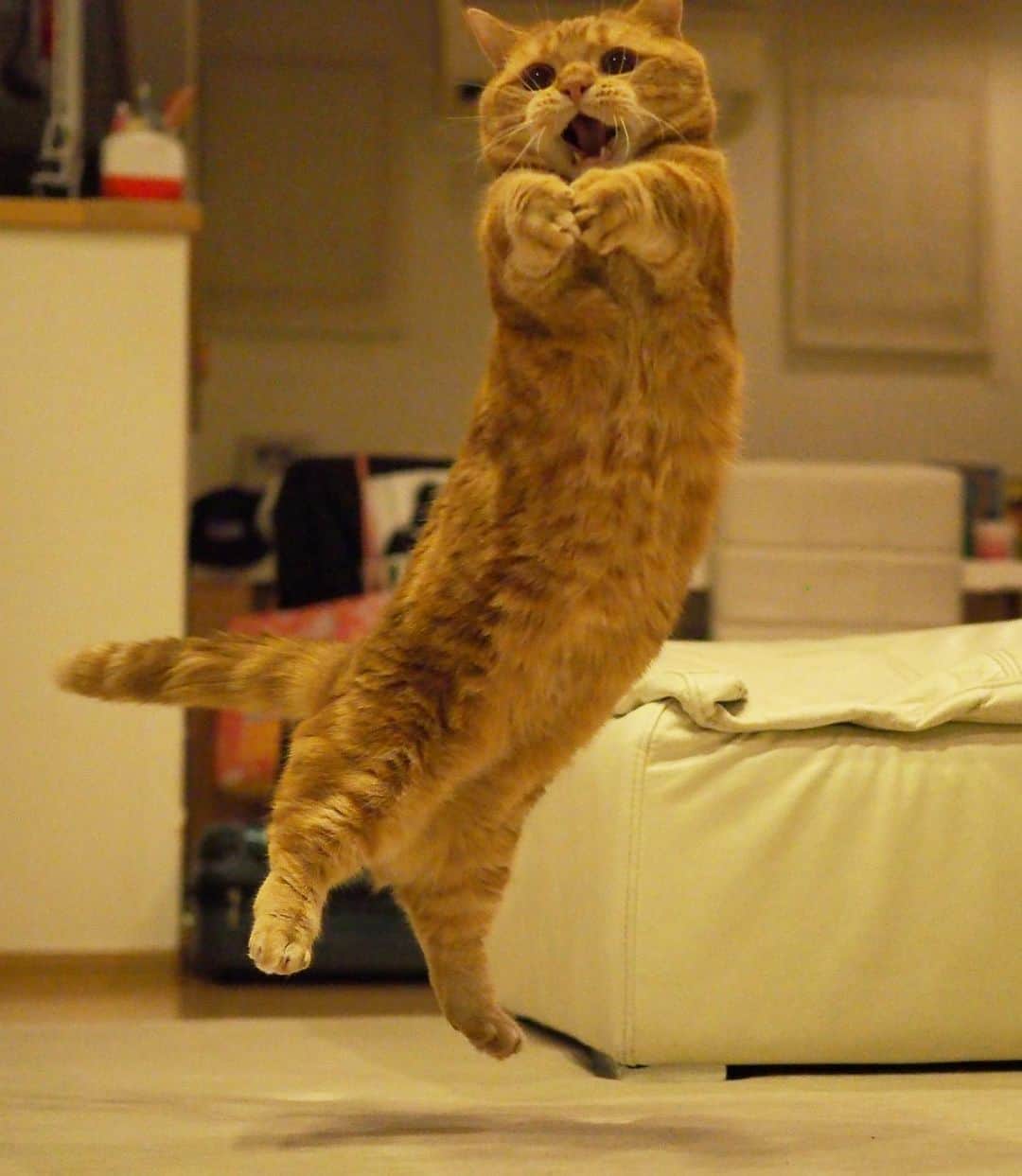 茶太郎 & きなこさんのインスタグラム写真 - (茶太郎 & きなこInstagram)「茶太郎師匠🐾渾身のジャンプにゃ😽 Chataro was able to fly very high😽🐾 #最高記録更新にゃ #これ以上高くは飛べないにゃ #マンチカン#猫#munchkin #cat#catstagram #amazing#ねこ#茶トラ#短足#catsofinstagram#excellent_cats#9gag#cats_of_world_#instacat_meows#bestcats_oftheworld#catsofig#instacat#cats_of_instagram」10月8日 18時00分 - amaccho5160