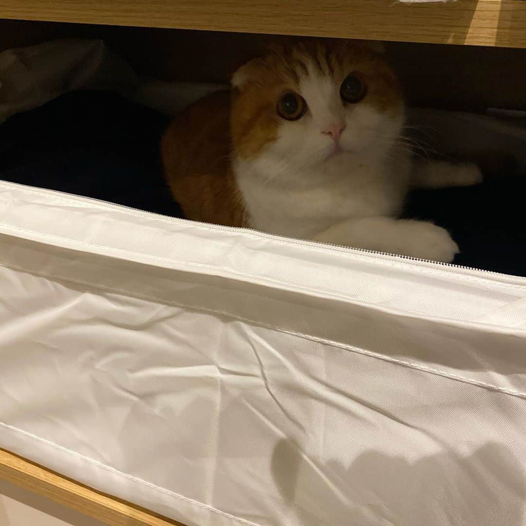 Nana _The Scottish Foldのインスタグラム：「Im just checking your fall/winter wardrobe if everything’s alright 😼 나나찌가 가을겨울 옷 체크중이었다옹. 절대 포근해서 누운고 아니라옹. . .  #고양이 #猫 #ねこ #スコ #cat #cats #catstagram #catsofinstagram #instagramcats #instacat #bestmeow #catoftheday #catsofworld #catsloversworld #catsofday #냥스타그램 #냥이 #caturday #gatos #cats_of_instagram #ilovemycat #catselfie #kittensofinstagram #kittens #catsdaily #kucing #london #스코티쉬폴드 #냥냥이」