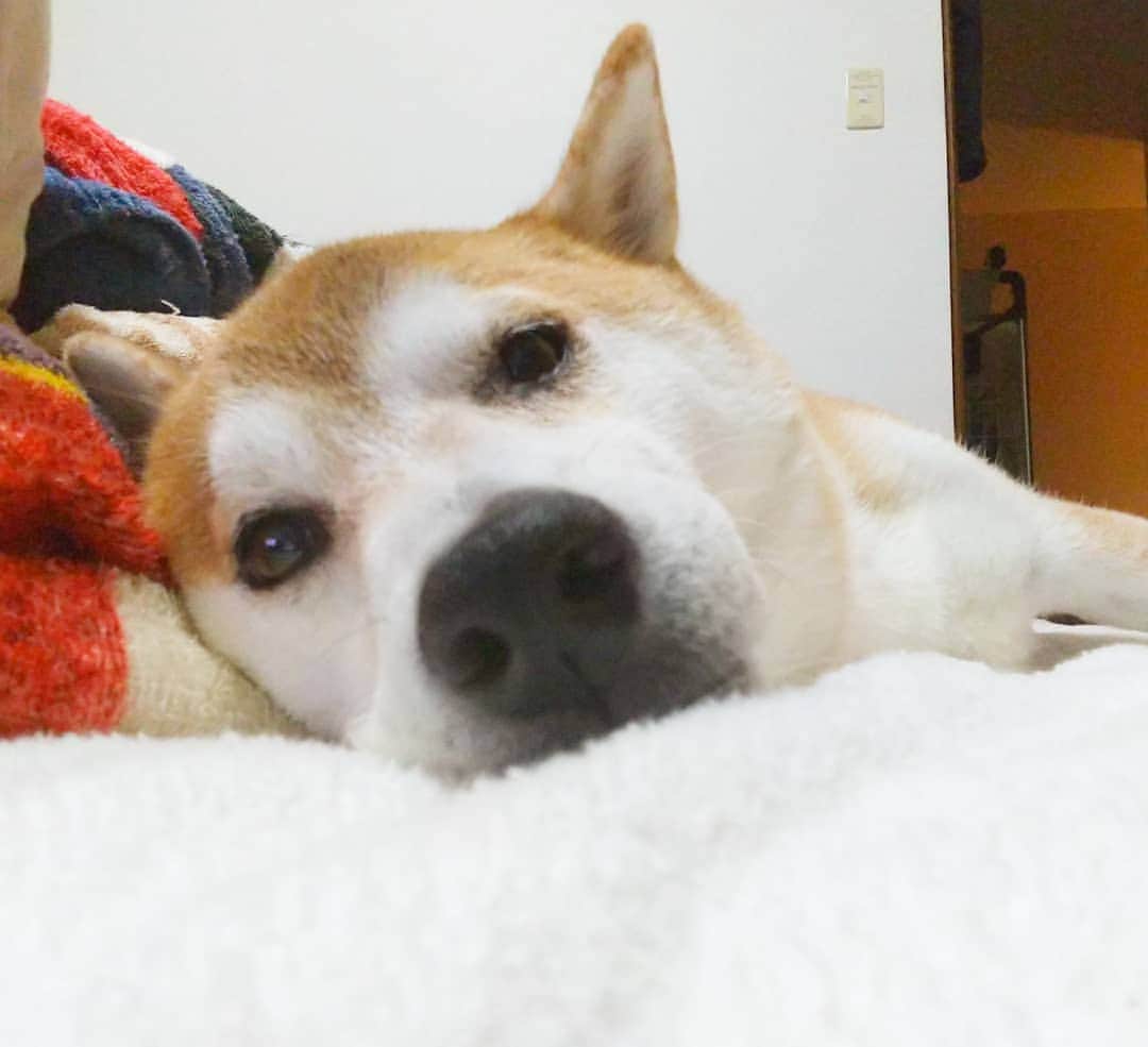 柴犬⭐️サスケのインスタグラム：「こんばんワン #柴犬#赤柴#わんだフォ#ふわもこ部 #🐶📷 #犬ら部 #pecoいぬ部 #🐶#shibastagram #shibagram #shibasnap #北海道#柴北会 #いぬのいる暮らし #茶助#いぬすたぐらむ」