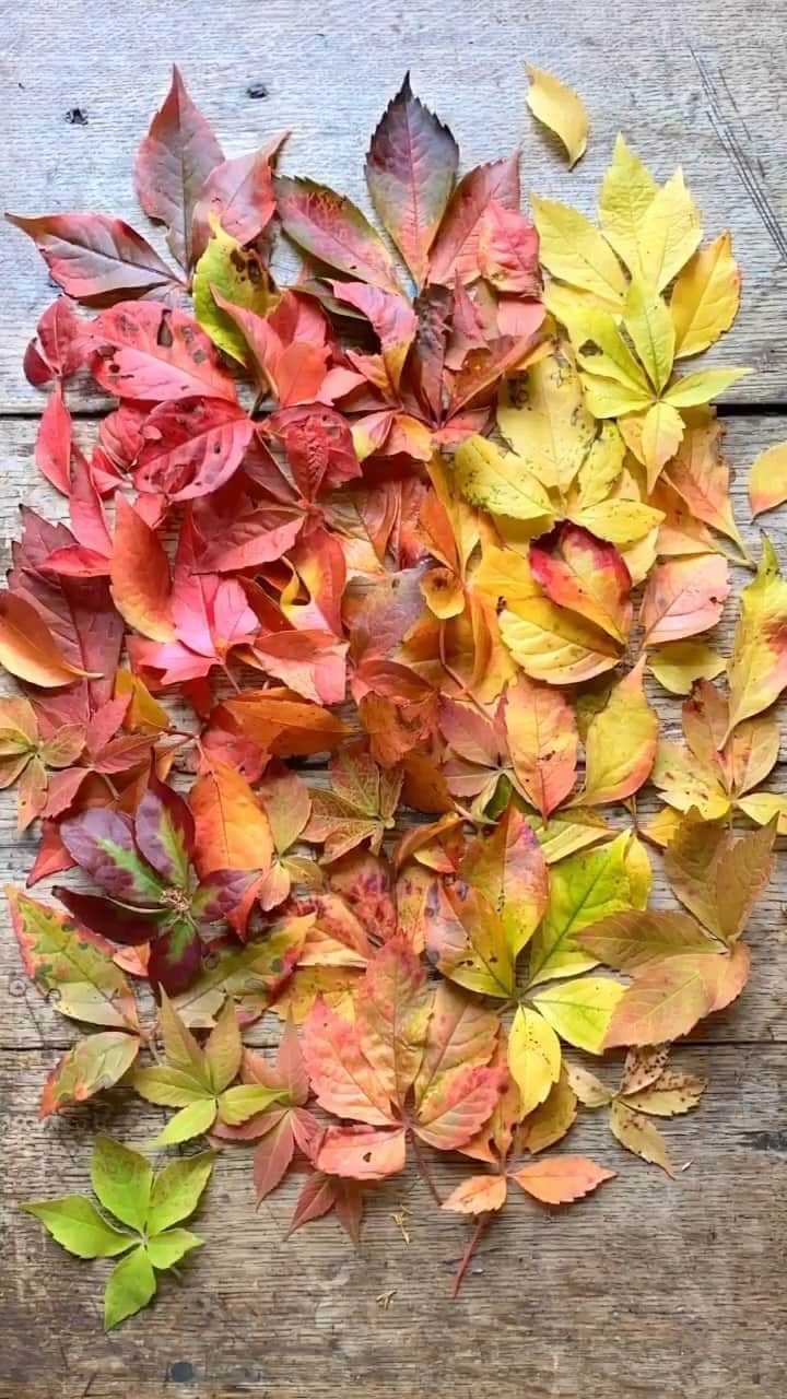 Tea and sittingのインスタグラム：「🍁🍂 ( sound on )...I’ve always loved this song by Judy Collins, but hearing this section this morning made me feel so emotional...comforted and happy somehow, but also very pensive...the poetry of leaves seems to have started my day; I hope you find some poetry in the everyday today too ♥️」