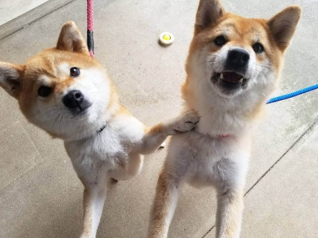 柴犬たま Shibainu Tamaのインスタグラム