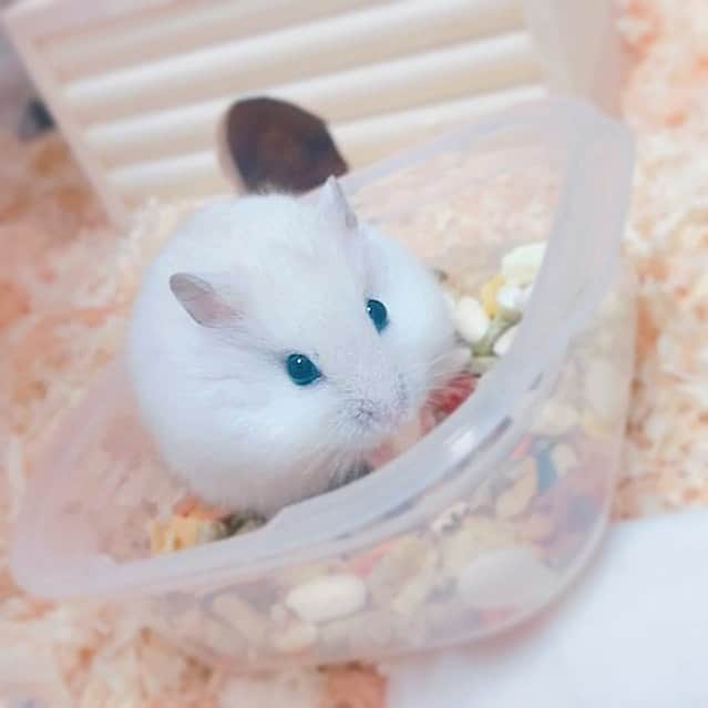 羽鳥みおさんのインスタグラム写真 - (羽鳥みおInstagram)「🐹 . . おうちに家族がふえました ☺︎︎ . クリーミーラインジャンガリアン という種類の オスです 🧁 . 誕生日 8/21  おうちに来た日は 10/6 . まだお迎えして間もないですが ペットショップの段階から とっても好奇心旺盛で、 ケージに手を入れると自ら乗ってきます 🤚🏻 . . トコトコ動き回るので 名前はトコ！ . 大切に、でも構いすぎないように お世話していきたいとおもいます 🤱🏻 . ※ これからストーリーに登場することが   多くなると思うのでぜひチェックしてね . . #ハムスター #ジャンガリアン #ハムちゃん #クリーミーライン #オス #小動物 #クリーミーラインジャンガリアン  #ペット #お迎え #ハムハム #食事 #もぐもぐタイム #親バカ部 #もふ #うちの子記念日 #かわいすぎる #hamster #hamstergram #hamsterlove  #hamsterlife #hamham #hamsterbaby」10月8日 18時18分 - mio__720