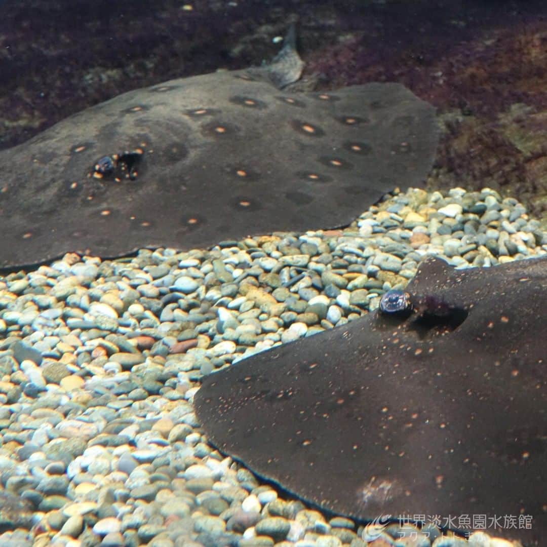 世界淡水魚園水族館 アクア・トト ぎふのインスタグラム：「水族館で委託販売をしてみませんか。  12月から始まる企画展にあわせ、淡水エイにまつわるグッズを委託販売してくださるクリエイターさんを募集しています。  詳しくは公式HPをご覧ください。   #アクアトト #アクアトトぎふ #アクアトト岐阜 #水族館#aquarium#エイ」