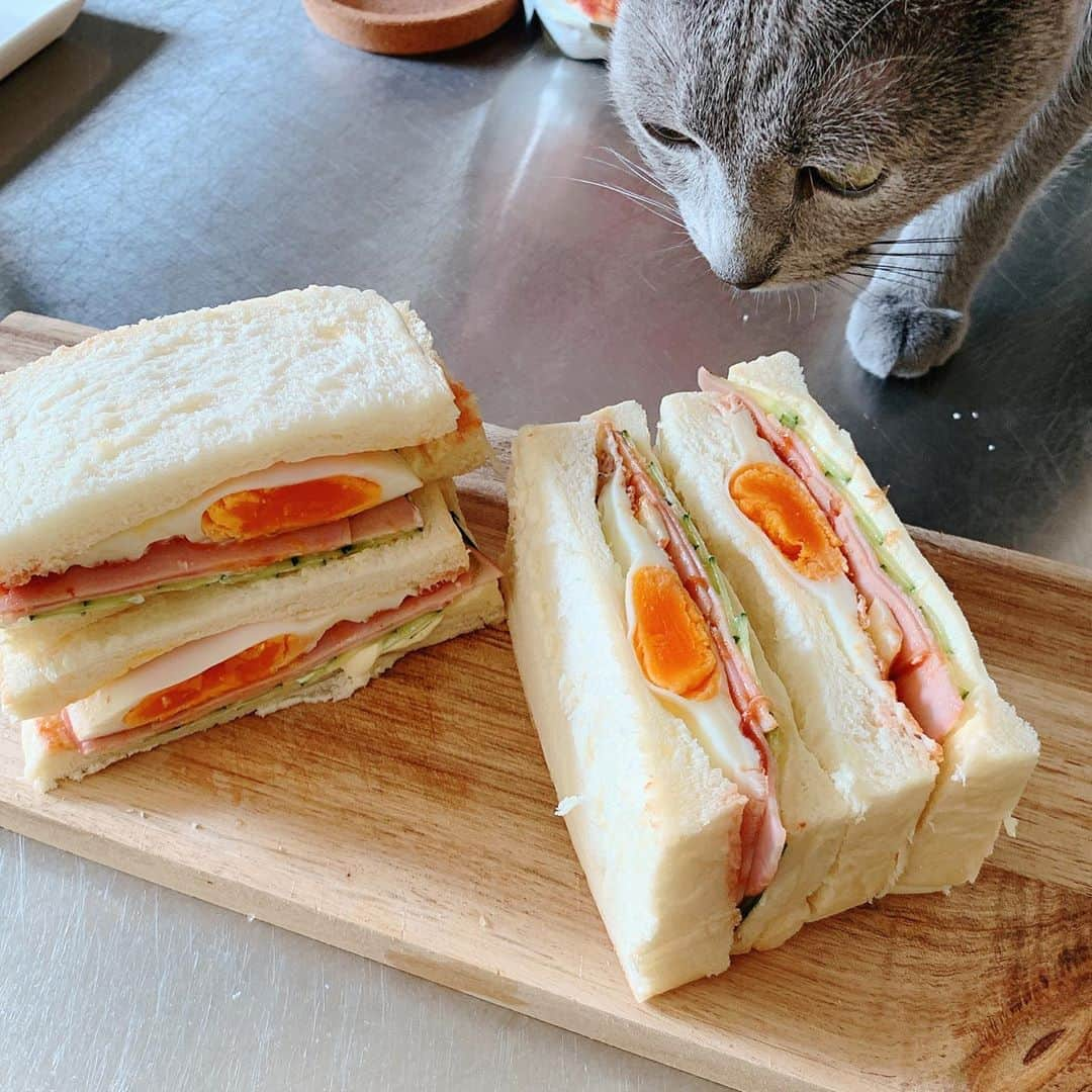 葉月里緒奈さんのインスタグラム写真 - (葉月里緒奈Instagram)「友達から頂いた生食パンで早速ブランチ。 しっとりモチモチ、あまーーーい。 #おうちごはん#ブランチ#lapan#ラパン#生食パン#焼かずにそのまま#サンドイッチ#ハムエッグサンド #レアくんチェック#ねこ#ロシアンブルー#venchi#チョコレート#rionahazuki」10月8日 9時54分 - riona_hazuki