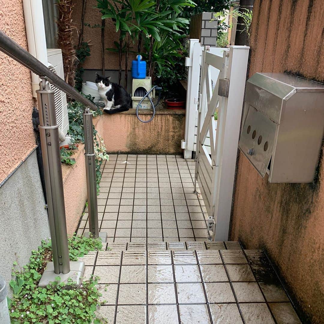 Kachimo Yoshimatsuさんのインスタグラム写真 - (Kachimo YoshimatsuInstagram)「おはようイカスミ。 昨日来なかった分か、 今朝は早食い大食いで パウチ1.5袋、カリカリ、ちゅーる2袋をあっちゅうまに食い尽くし雨の中どこかに行ってしまいました。 雨宿りして行けば良いのに。 #うちの猫ら #ikasumi #sotononekora #猫 #ねこ #cat #ネコ #catstagram #ネコ部 http://kachimo.exblog.jp」10月8日 10時05分 - kachimo