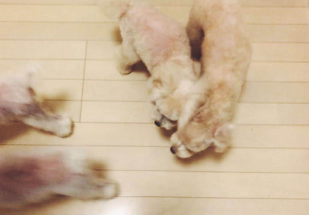 尾形沙耶香さんのインスタグラム写真 - (尾形沙耶香Instagram)「#fluffydogs   #ムー一族 🐩🐩🐩🐩」10月8日 10時19分 - sayakaogata
