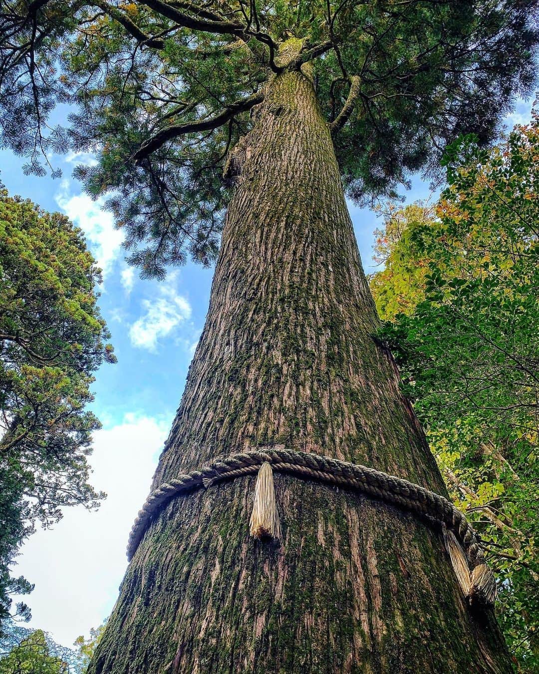 里海のインスタグラム：「かっこいい🌳🍂🍃 神社に行ったり神秘的な自然に触れ合うと 頭の中に何故か、ジブリ(久石譲)が、流れてくる♪♪ わたしだけ？？」