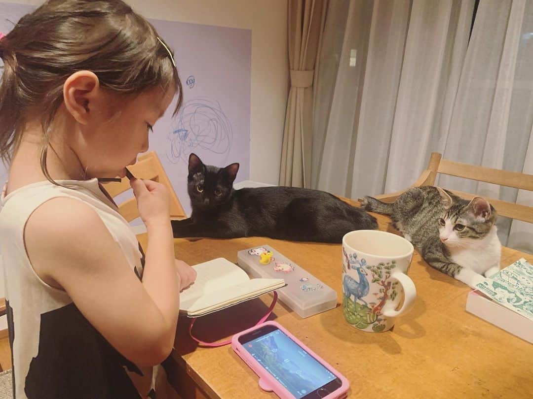 坂本美雨さんのインスタグラム写真 - (坂本美雨Instagram)「仔猫たちはなぜ同世代に寄っていくのだろうか。。 @nicovovivav  #なまこムービー いつかの #今日のなまこちゃん」10月8日 10時26分 - miu_sakamoto