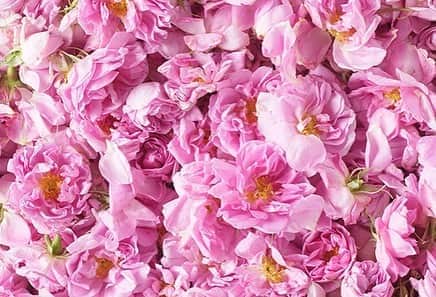 生活の木 Tree of life 【公式Instagram】さんのインスタグラム写真 - (生活の木 Tree of life 【公式Instagram】Instagram)「10/11は国際ガールズ・デー🌷 プレゼントキャンペーン実施！ --------------------------------- ～心に花を　Pink Flower Week ～ 2020/10/11(日)～10/17(土) --------------------------------- ㅤㅤㅤㅤㅤㅤㅤㅤㅤㅤㅤㅤㅤㅤ 近年、フェムテックという言葉も広がり始め 生理や更年期など、女性のからだについてもっとオープンに！ もっと理解を深めよう！という動きも高まっています。 ㅤㅤㅤㅤㅤㅤㅤ Joho-Rhythm～ジョホリズム～は、 女性のからだのリズムに着目し、 すべての女性が、日々を軽やかに晴れやかに過ごせますように・・・ という想いから生まれたシリーズです。 ㅤㅤㅤㅤㅤㅤㅤ アロマを楽しむピンクライン(pic2)、 そしてデリケートゾーンのためのブルーライン(pic3)。   心とからだに潤いを。 自分を大切にするすべての女性たちへの贈りものです。 詳しくは、本日のストーリーズもご覧ください。 ㅤㅤㅤㅤㅤㅤㅤ -------------------------------- 10月はピンクリボン月間🎀   女性を応援する気持ちを込めて、 プレゼントキャンペーンを実施します。 ㅤㅤㅤㅤㅤㅤㅤㅤㅤㅤ 生活の木直営店にて、 1,000円（税抜）以上お買い上げの方に ローズのハーブポーションを1個プレゼント💝 【キャンペーン期間：2020/10/11～10/17】 -------------------------------- ㅤㅤㅤㅤㅤㅤㅤ 心に花を。 毎日の暮らしに、彩りを。 生活の木は、永遠のガールズを応援します。 ㅤㅤㅤㅤㅤㅤㅤ ※プレゼントは、生活の木直営店のみのサービスです。 ※一部店舗では、バスビーズ(さくら)を1個プレゼントいたします。 ※プレゼントは無くなり次第終了となりますので、ご了承ください。     #国際ガールズデー#ピンクリボン #ピンクリボン運動 #🎀 #プレゼントキャンペーン #フェムテック#フェミニンケア #デリケートゾーン #デリケートゾーンケア#デリゾケア #ハーブポーション#ローズ #rose#女性のカラダ #女性ホルモン#リズム#セルフケア#ピンク#女子力 #ハーブ#アロマ#アロマテラピー#香り#花#花のある暮らし#アロマのある暮らし#ナチュラルライフ #internationalgirlsday #pinkflowers #🌸」10月8日 11時51分 - treeoflife_official