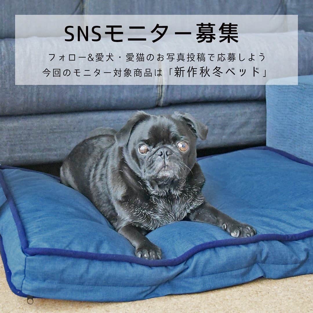 iDog&iCatのインスタグラム