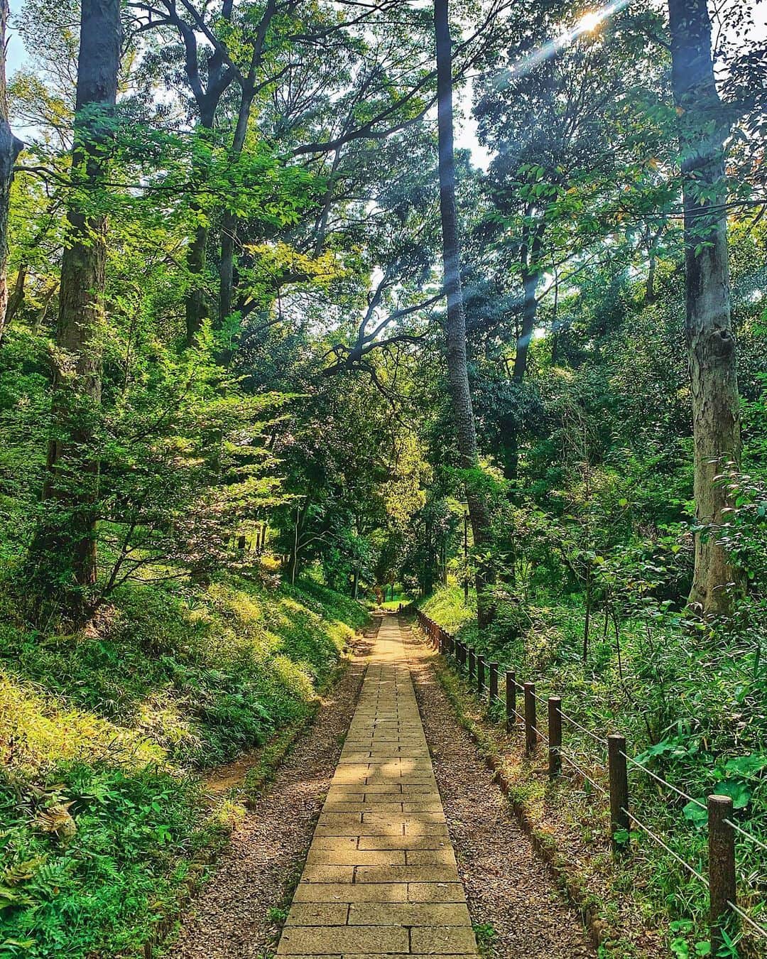 Tattyのインスタグラム：「広尾散歩で見つけた気持ちいい一本道🌲」