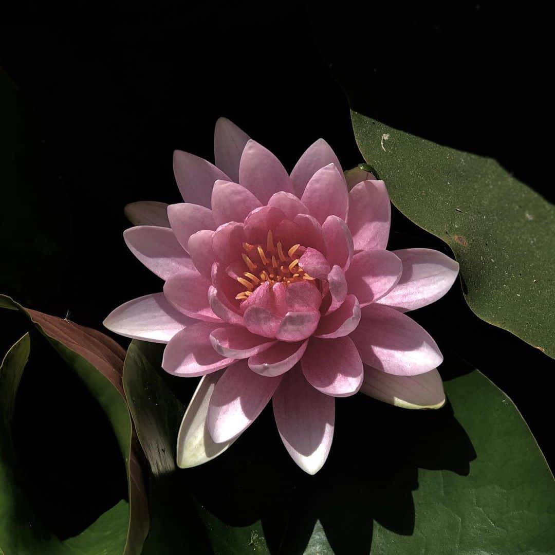 ハル・ベリーさんのインスタグラム写真 - (ハル・ベリーInstagram)「Bloom bloom POW.」10月8日 12時46分 - halleberry