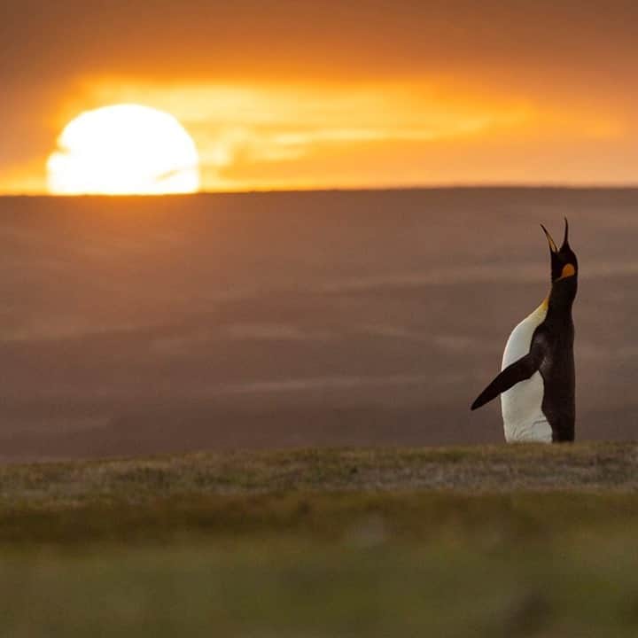 National Geographic Travelさんのインスタグラム写真 - (National Geographic TravelInstagram)「Photo by @daisygilardini / A king penguin in the Volunteer Point colony in the Falkland Islands (Islas Malvinas) trumpets at the sunset. When on land, penguins are very noisy animals. They vocalize quite a bit. Their vocalizations are squawky and, in some species, sound like a high-pitched braying.  They use different vocalizations depending on the situation. Studies suggest there are three kinds of calls: those used for contact, those used as threats, and those that are sexual in nature. Each individual has a distinctive voice, which makes it easier for other penguins to recognize them. Their distinctive voices allow family members to find each other in large colonies where they might otherwise go unnoticed. #penguin #kingpenguin #wildlifephotography #sunset」10月8日 13時10分 - natgeotravel