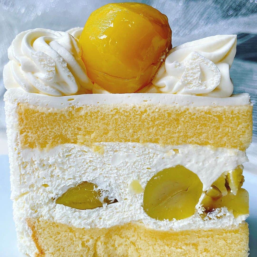 里井真由美さんのインスタグラム写真 - (里井真由美Instagram)「#cakes #shortcake #japan 和栗のショートケーキでございます〜 ・ ・ ゴロゴロどすんっ✨🌰😆 迫力ある表情ですが、和みを感じます。たぶん、甘露煮の黄色と熊本産利平栗そのものの黄色からかしらん✨  生クリームもスポンジも ふわっふわ〜 入刀すると なめらか〜にすすみ、  でーもー‼️でもでも、 最後にゴロゴロゴロゴロッと、 和栗の手ごたえ〜💪💪💪  さすが 銀座千疋屋さん、 栗の入れっぷりがよいショートケーキでございます✨😌🌰✨✨✨💓  ショートケーキは 和栗がある期間のみ。他の和栗モンブランやパフェも10/15までと 比較的短期なので、お見逃しなく♡  @ginzasembikiya1894   #モンブランの世界#栗#和栗#栗スイーツ#モンブラン#里井真由美#衣替えモンブラン#japan#アフタヌーンティー#零食#さといいね#스위트#ありが糖運動#まゆログ#甜食#着物#フードジャーナリスト里井真由美#断面モンブラン#kimono#kimonostyle」10月8日 13時14分 - mayumi.satoi