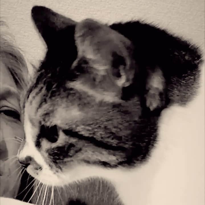 イマイアキノブのインスタグラム：「𑀰 どんどん寒くなるよ〜 風邪 腰痛 深酒 あっちいけ〜 猫がそう言ってます  #imaiakinobu  #イマイアキノブ」