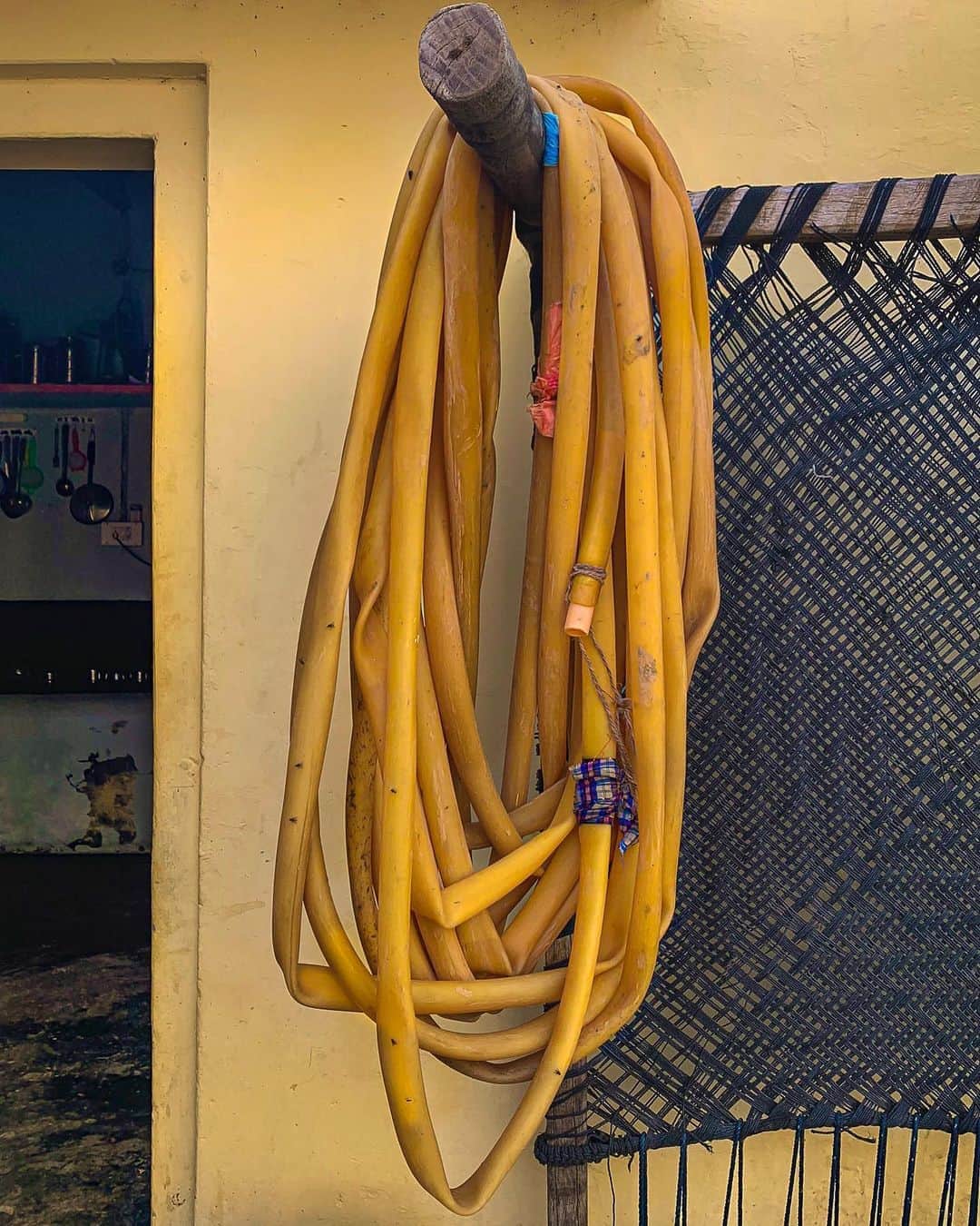 のインスタグラム：「Like yesterday’s water pitchers, never would I have imagined being giddy over garden hoses until this latest trip to India. This evening with more triptychs during random encounters with...hoses. A mustard yellow fellow, patched with pink and blue wrappings to keep from leaking, curled up neatly at home in the tiny village of Tarn Taran in Punjab. The pinkest pink garden hose ever, originating from nowhere, connected to nothing, swallowing a neon lime-colored friend in Bhagalpur, Bihar. And a greenest of green tangled hose, in all places inside a chai shop in the small town of Chandauli, Uttar Pradesh. Through these moments of complete disconnection from the story, I find meanings to the story I am working on. ⠀⠀⠀⠀⠀⠀⠀ India’s Daunting Challenge: There’s Water Everywhere, And Nowhere - Chapter 8 of the @outofedenwalk, my latest story in the August 2020 of @natgeo magazine. ⠀⠀⠀⠀⠀⠀⠀ #triptych #gardenhose #yellow #pink #green #nothingspecial #peace #love #punjab #purnia #bihar #uttarpradesh #india @natgeo @outofedenwalk #walkingindia #edenwalk」