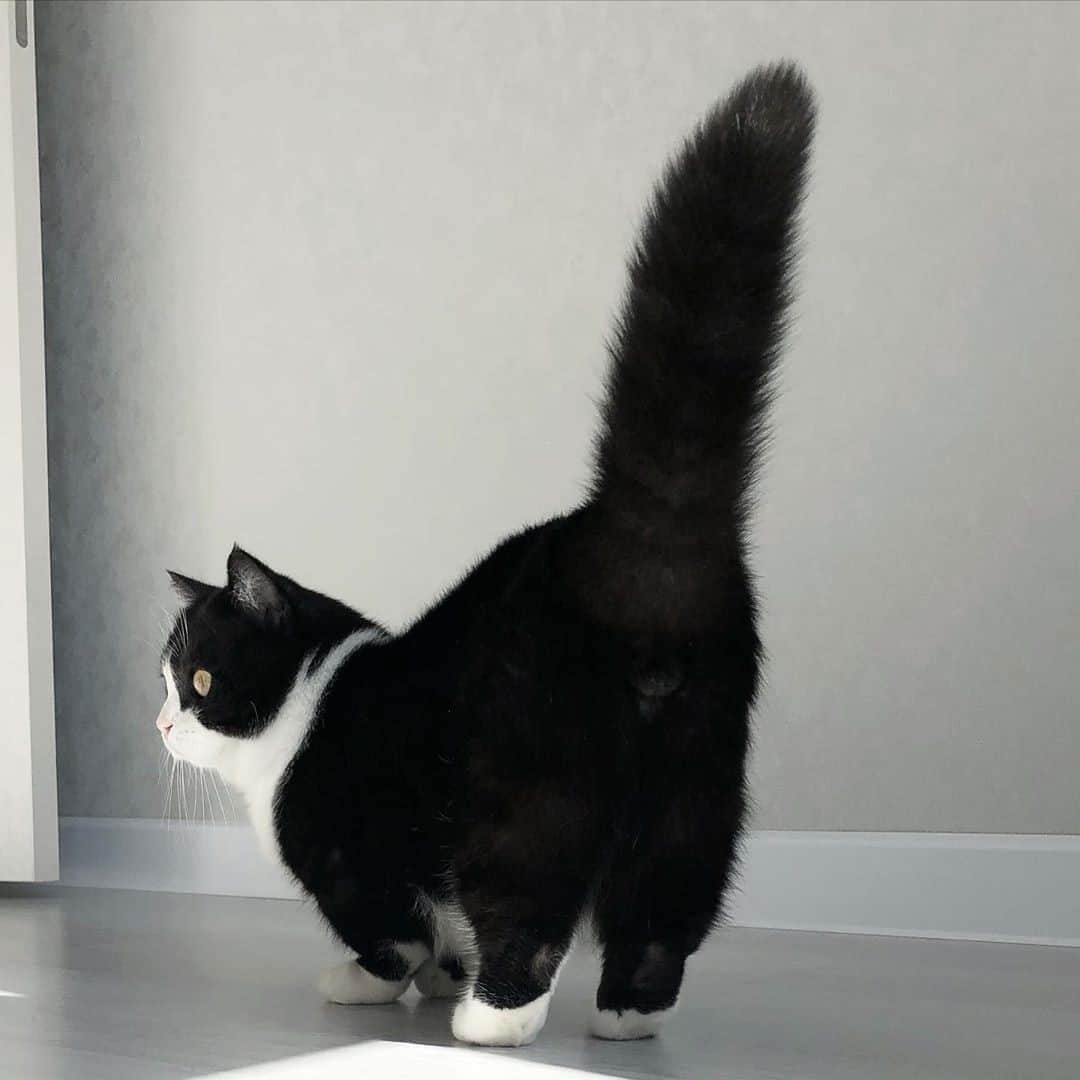 Aww Clubさんのインスタグラム写真 - (Aww ClubInstagram)「I can't stop admiring my tail!⠀ ⠀ 📷@cat_manchester⠀ ⠀ #meowed #catmanchester #munchkin #shortlegs #tail #fluffycat #russia #🇷🇺」10月8日 14時00分 - meowed