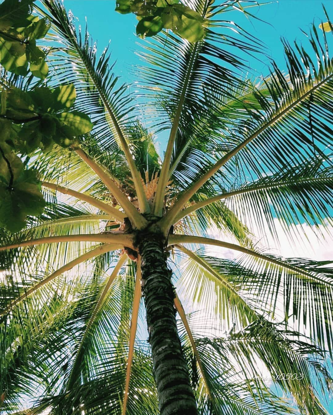 𝑵𝒐𝒓𝒊のインスタグラム：「🌴 . . . . #throwbackthursday  #hawaii  . . . . #oahu #aloha #palmtree #paradise #instahawaii #hawaiistagram #alohastate #tabijyo  #ハワイ #オアフ #アロハ #タビジョ #ワイキキ #ホノルル #海外旅行 #旅行 #南国 #ヤシの木 #現実逃避 #妄想 #思い出 #青空 #南国好き #風景 #景色 #スマホ越しの私の世界 #アナザースカイ #ハワイ好き」