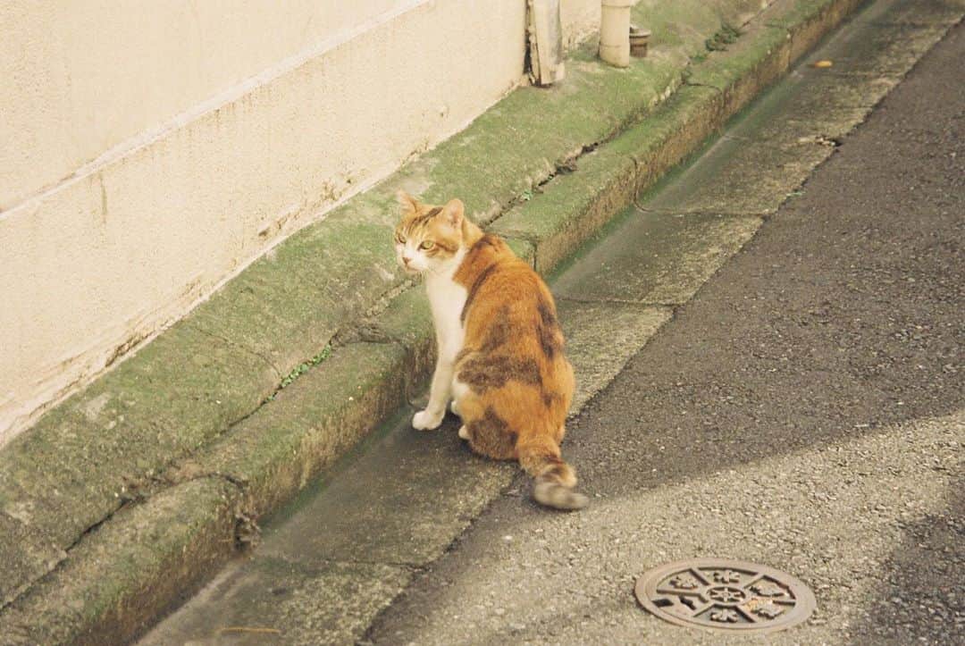 椎名琴音さんのインスタグラム写真 - (椎名琴音Instagram)「朝の猫」10月8日 14時30分 - sheena_cyborg_fourandahalf