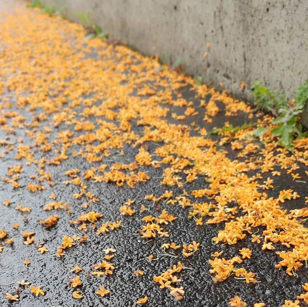 宮下ともみさんのインスタグラム写真 - (宮下ともみInstagram)「雨の金木犀☔ 　 #オレンジ色の絨毯 #金木犀 #キンモクセイ #大好きな香り #秋の香り」10月8日 15時14分 - tomomimiyashita_official