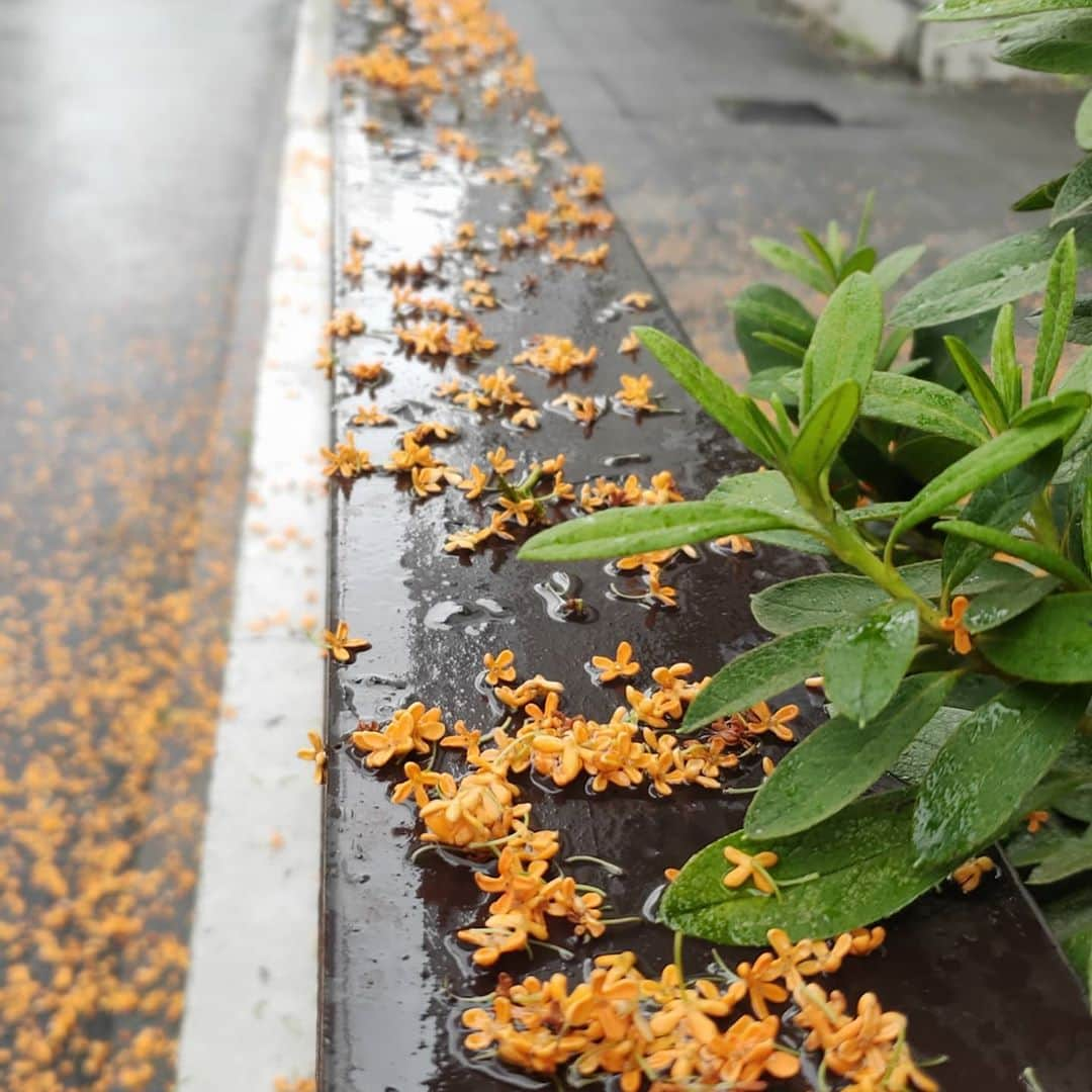 宮下ともみのインスタグラム：「雨の金木犀☔ 　 #オレンジ色の絨毯 #金木犀 #キンモクセイ #大好きな香り #秋の香り」