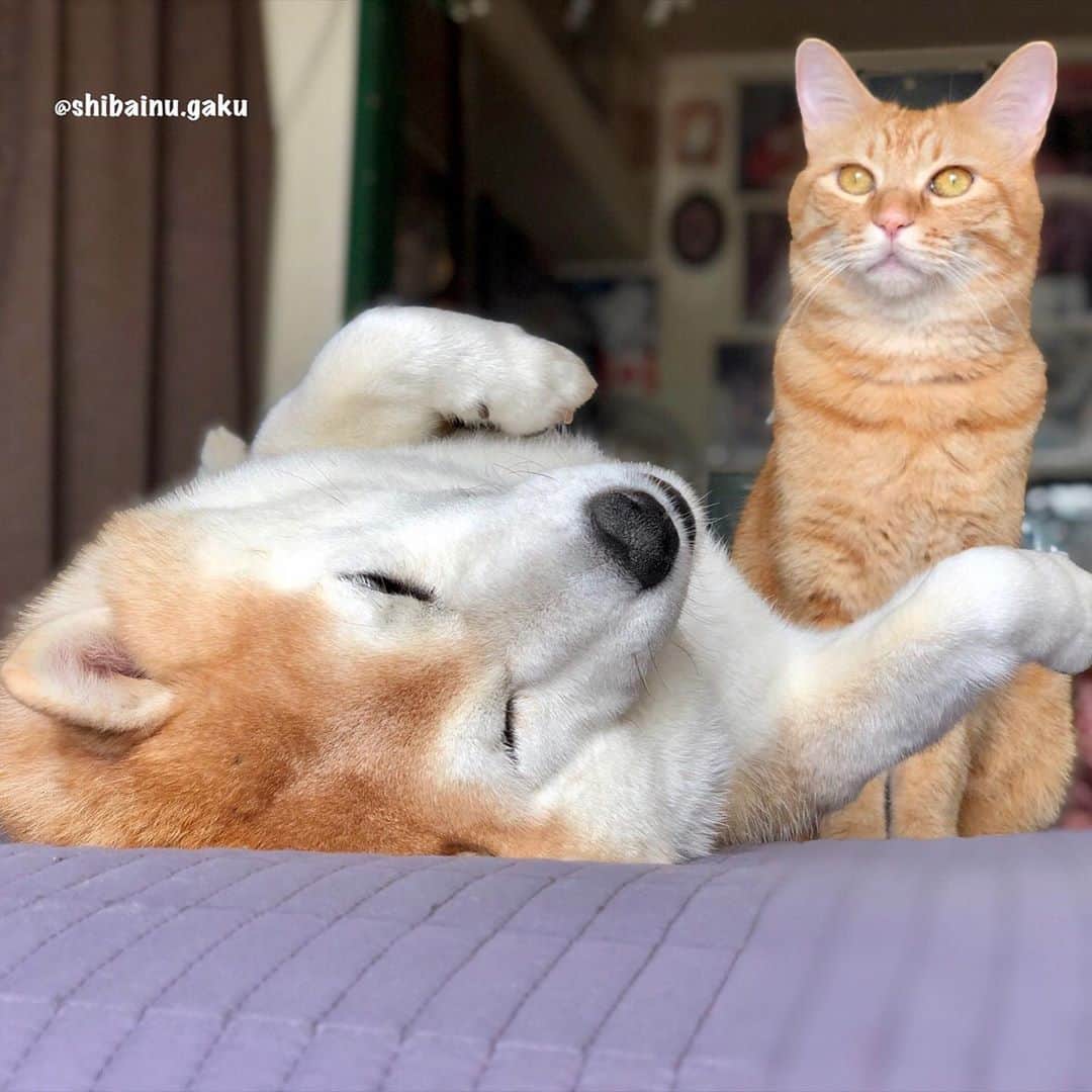 のインスタグラム：「台風14号の雨のせいで、早朝のお散歩に行けなかった岳兄ちゃん➰🐕 *  大好きな仲間たちにも会えず、その上、冷たい雨の中、ママとふたりで散歩に行って、帰って来たと思ったらお風呂場に直行し、大嫌いなシャンプーも肛門腺しぼりも、そしてドライヤーもモンクひとつ言わずに済ませた岳兄ちゃん🚿🧴 *  岳兄ちゃんは偉いなぁ〰️😸😻😽 *  そんな頑張っている岳兄ちゃんを、今日ボクは守るんだ😼 *  岳兄ちゃんがお昼寝するまでボクが守るから安心して寝ていいよ~😾 *  と、言っているそばから、今日も先に眠くなる寅次朗でした😹 🐾----*----*----*----🐾 Torajiro decided to protect Gaku, who was tired from taking a walk in the rain and shampooing after returning home, but he fell asleep first😼😾😹 🐾----*----*----*----🐾 #柴犬 #岳 #柴犬岳 #柴犬ガク#gaku #shibainugaku #shiba #shibainu #shibastagram #いぬすたぐらむ #dogsofinstagram #寅次朗 #茶トラ #まるどら #gingercat  #にゃんすたぐらむ #岳と寅次朗 #catoftheday  #pecoいぬ部 #pecoねこ部 #pecotv #ワンフルエンサー #ニャンフルエンサー  #Hermoso #weeklyfluff #🐕📷 #dailyfluff #ボディカード #へそ天 #20201008」